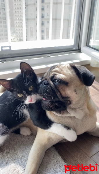 Pug, Köpek  Zeus fotoğrafı