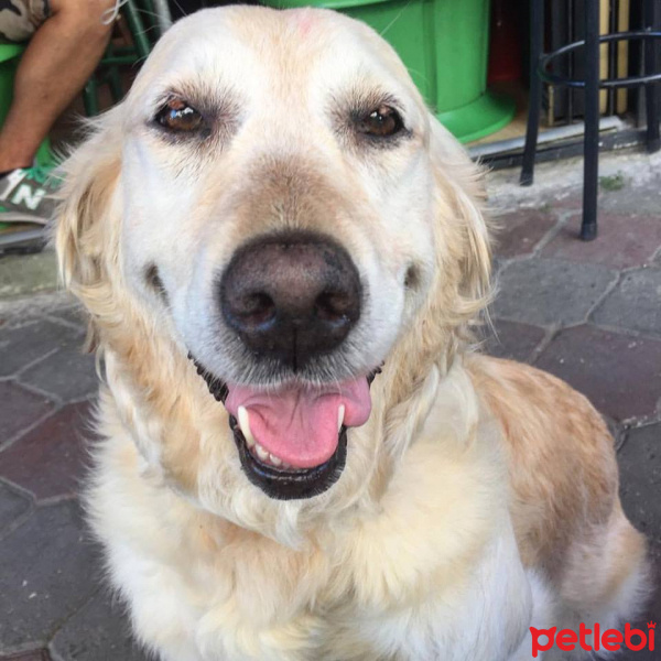 Golden Retriever, Köpek  beti fotoğrafı