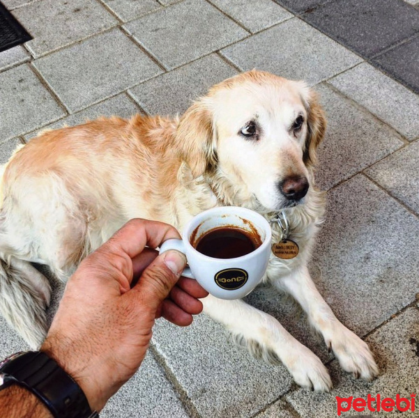 Golden Retriever, Köpek  beti fotoğrafı