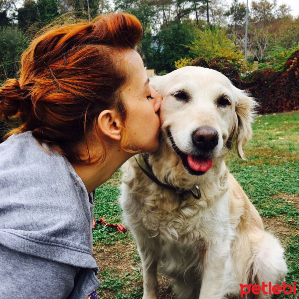 Golden Retriever, Köpek  beti fotoğrafı