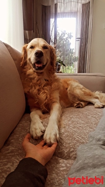 Golden Retriever, Köpek  Luna fotoğrafı