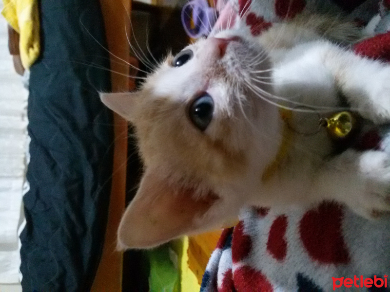 Tekir Kedi, Kedi  Moli fotoğrafı