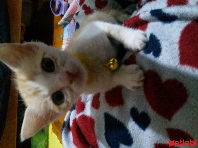 Tekir Kedi, Kedi  Moli fotoğrafı