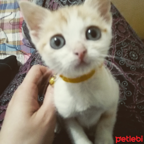 Tekir Kedi, Kedi  Moli fotoğrafı
