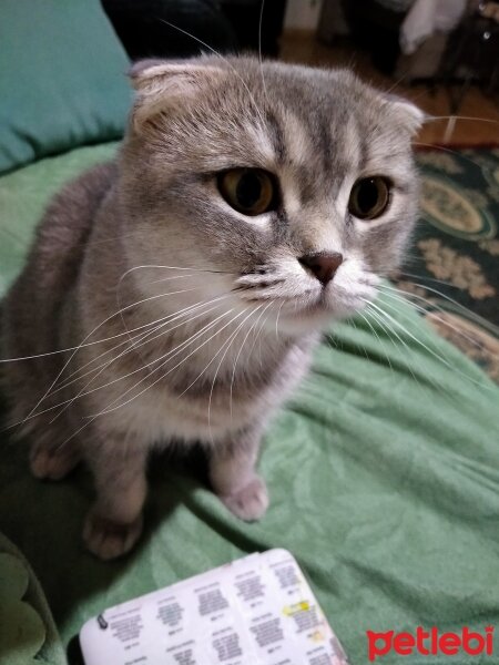 Scottish Fold, Kedi  Hinata fotoğrafı