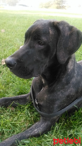 Labrador Retriever, Köpek  Pascal fotoğrafı