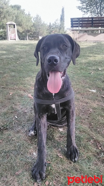 Labrador Retriever, Köpek  Pascal fotoğrafı