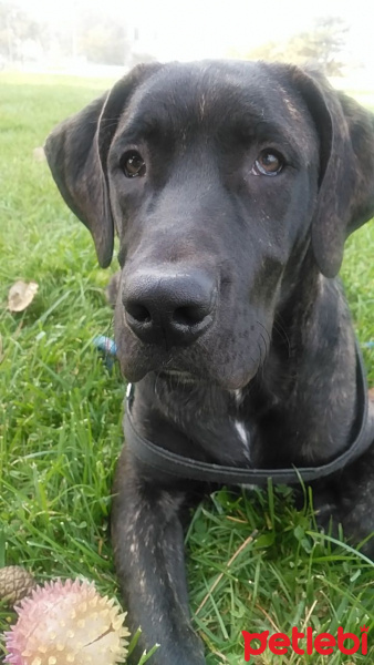 Labrador Retriever, Köpek  Pascal fotoğrafı