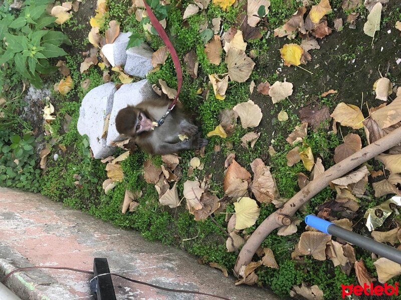 Guinea Pig, Kemirgen  Jimyy fotoğrafı