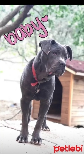 Cane Corso Italiano, Köpek  Alis fotoğrafı
