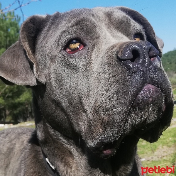 Cane Corso Italiano, Köpek  Alis fotoğrafı