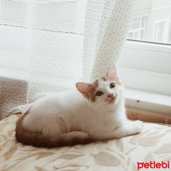 Tekir Kedi, Kedi  Sütlaç fotoğrafı