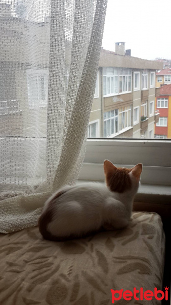 Tekir Kedi, Kedi  Sütlaç fotoğrafı
