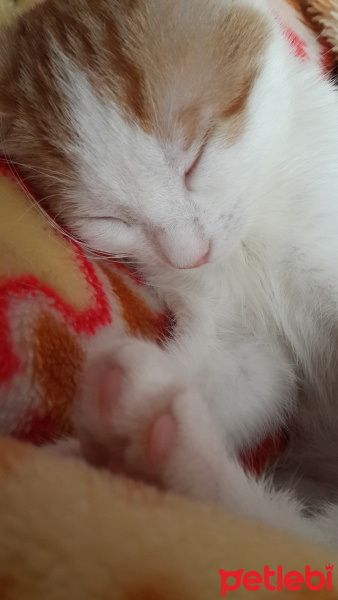 Tekir Kedi, Kedi  Sütlaç fotoğrafı