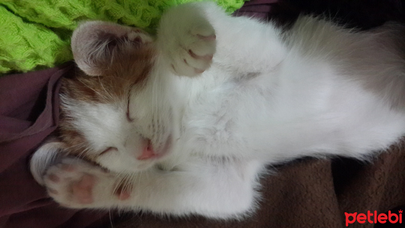Tekir Kedi, Kedi  Sütlaç fotoğrafı