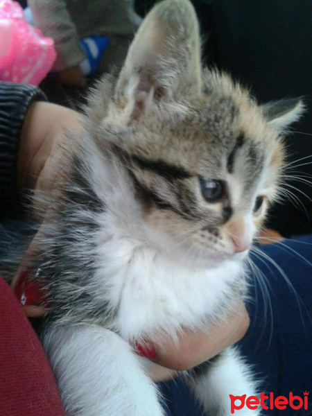 Tekir Kedi, Kedi  Buki fotoğrafı