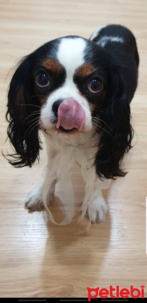 King Charles Spaniel, Köpek  Jale fotoğrafı