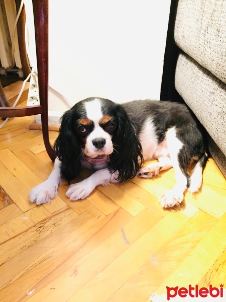 King Charles Spaniel, Köpek  Jale fotoğrafı