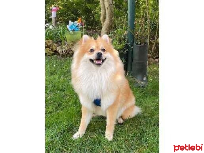 Pomeranyalı, Köpek  Bilbo fotoğrafı
