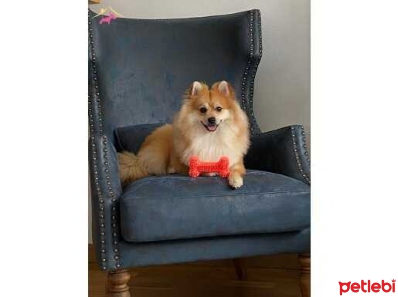 Pomeranyalı, Köpek  Bilbo fotoğrafı