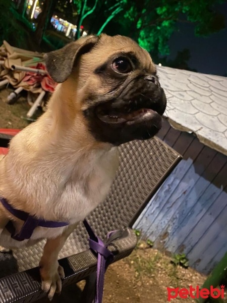 Pug, Köpek  PARS fotoğrafı