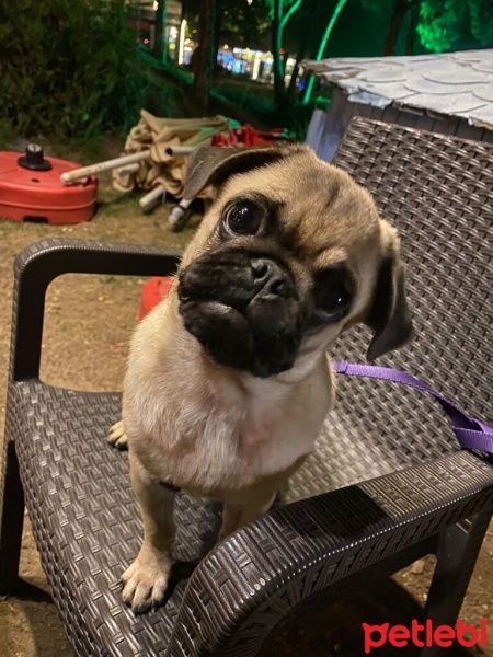 Pug, Köpek  PARS fotoğrafı