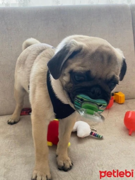 Pug, Köpek  PARS fotoğrafı