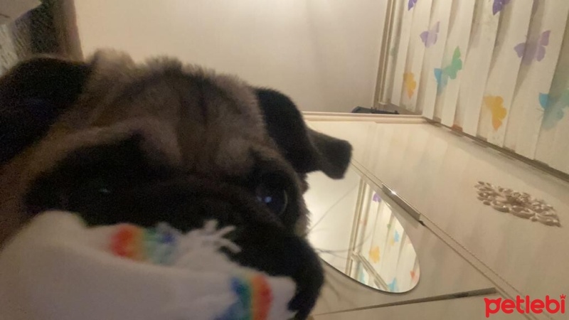 Pug, Köpek  PARS fotoğrafı