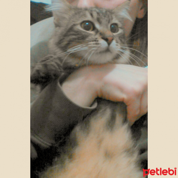 Tekir Kedi, Kedi  Paşa fotoğrafı