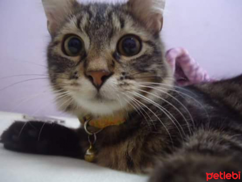 Tekir Kedi, Kedi  Paşa fotoğrafı