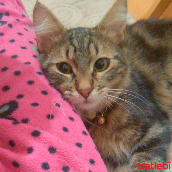 Tekir Kedi, Kedi  Paşa fotoğrafı