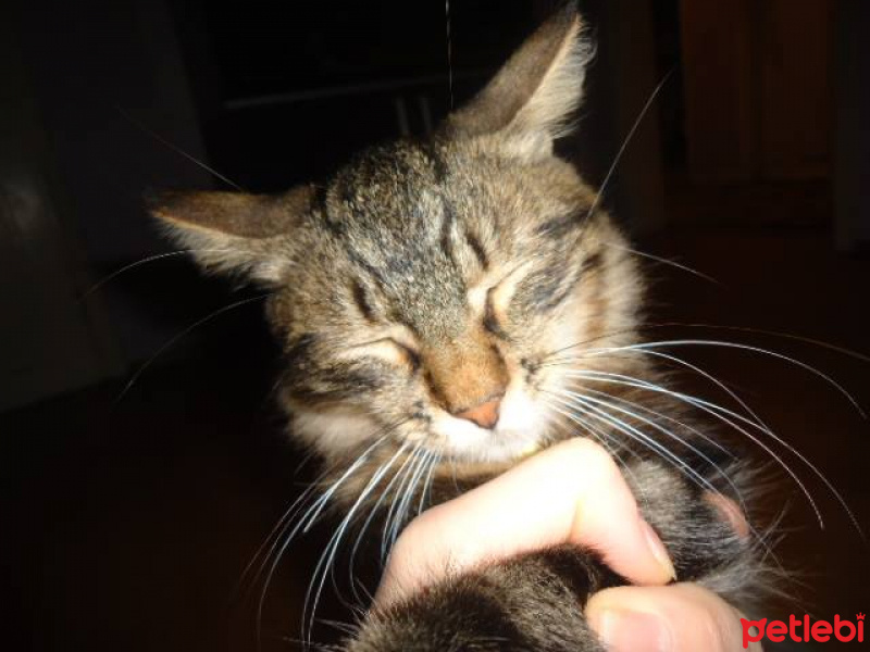 Tekir Kedi, Kedi  Paşa fotoğrafı