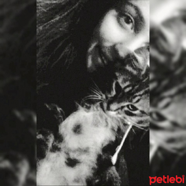 Tekir Kedi, Kedi  Paşa fotoğrafı