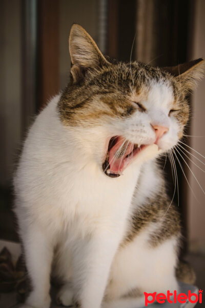 Tekir Kedi, Kedi  Beyaz fotoğrafı