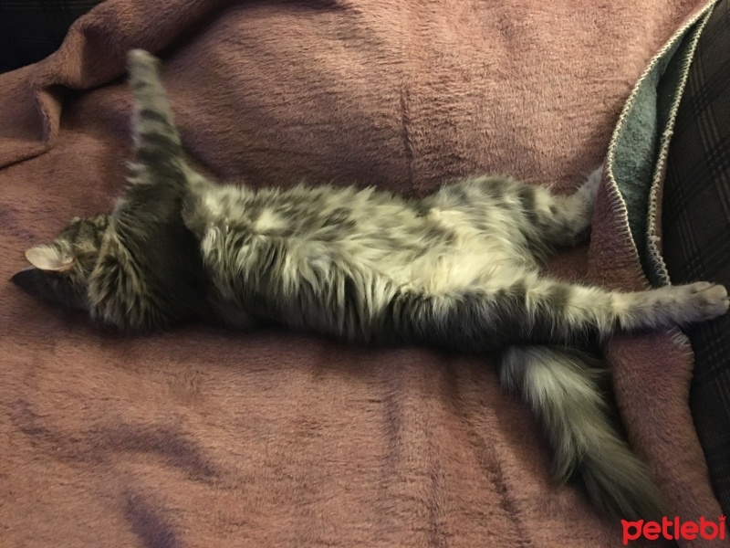 Tekir Kedi, Kedi  Neko fotoğrafı