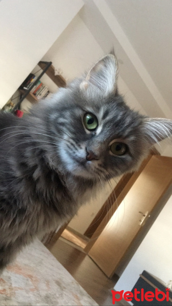 Tekir Kedi, Kedi  Neko fotoğrafı