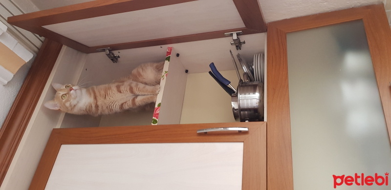 Sarman, Kedi  Ponçik fotoğrafı