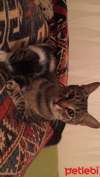 Tekir Kedi, Kedi  Mia fotoğrafı