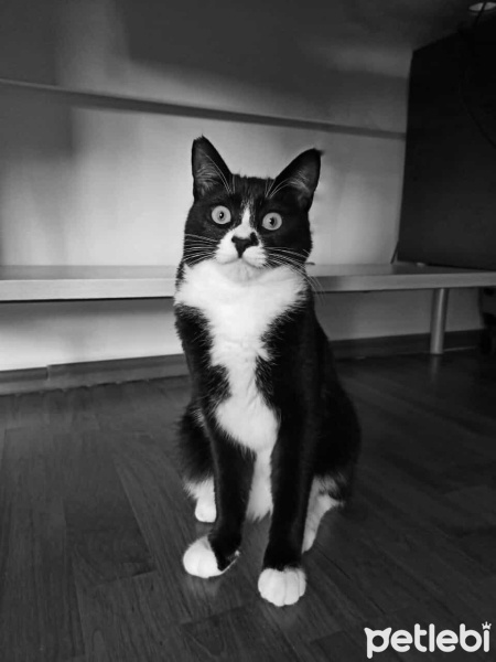 Tekir Kedi, Kedi  Gece fotoğrafı
