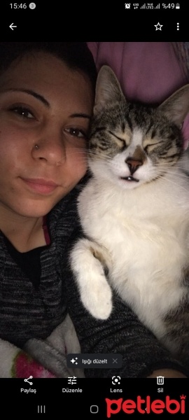 Tekir Kedi, Kedi  Rüzgar fotoğrafı