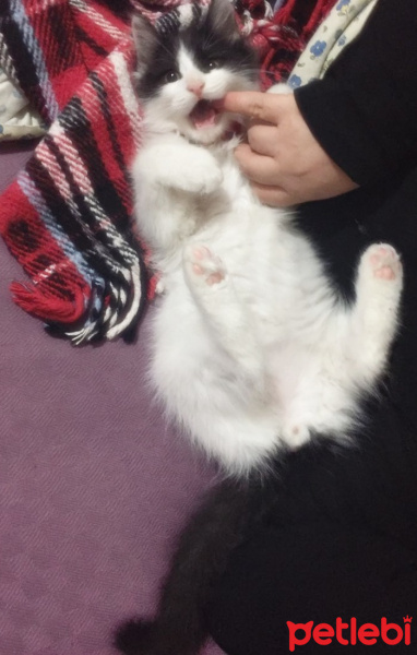 Norwegian Forest, Kedi  Tommy fotoğrafı