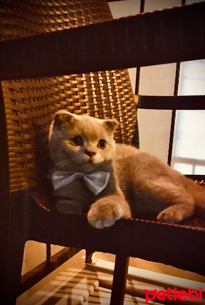 Scottish Fold, Kedi  Mınzır fotoğrafı