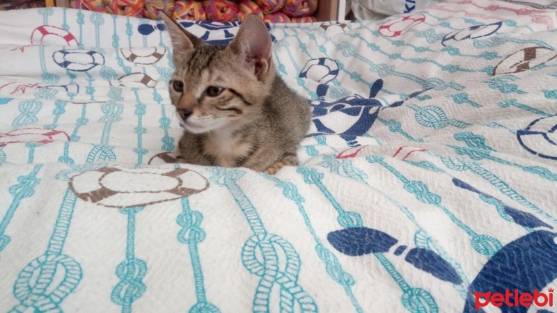 Tekir Kedi, Kedi  Baltekir fotoğrafı
