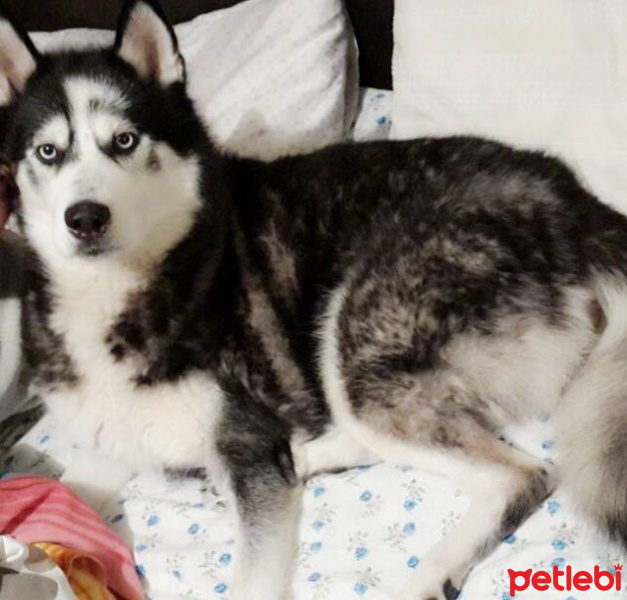 Sibirya Kurdu (Husky), Köpek  ASYA fotoğrafı