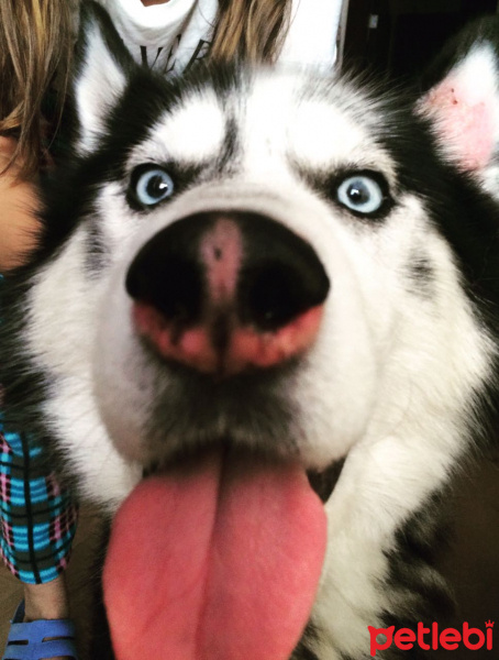 Sibirya Kurdu (Husky), Köpek  ASYA fotoğrafı