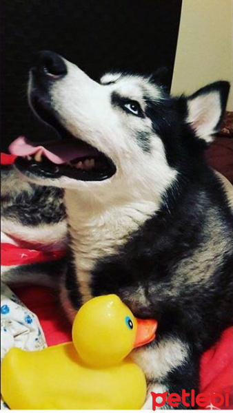 Sibirya Kurdu (Husky), Köpek  ASYA fotoğrafı