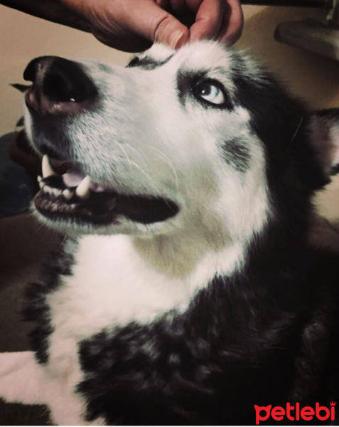 Sibirya Kurdu (Husky), Köpek  ASYA fotoğrafı