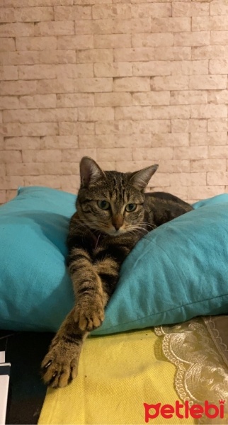 Tekir Kedi, Kedi  Mia fotoğrafı
