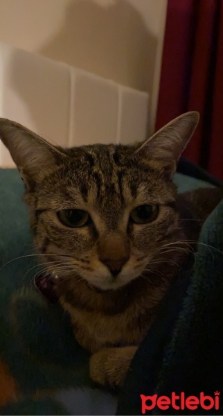 Tekir Kedi, Kedi  Mia fotoğrafı