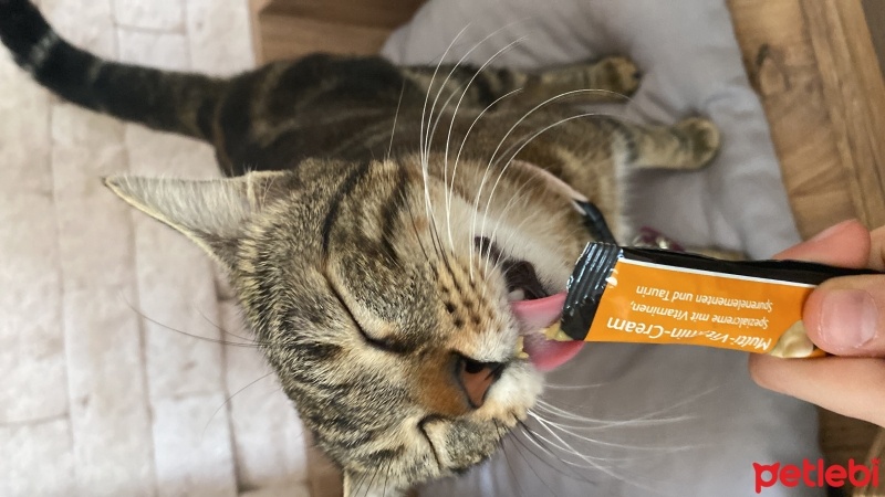 Tekir Kedi, Kedi  Mia fotoğrafı
